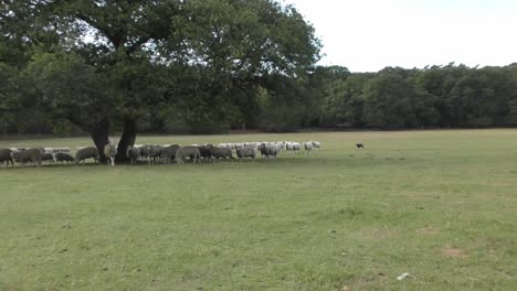 Sheep-dog-herding-the-flock-of-sheep---Wide