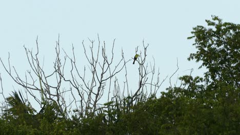 Large-Keel-Billed-Toucan-standing-alone-in-a-tree