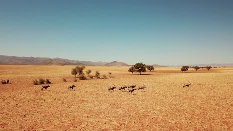 Namibia-Desierto-De-Kalahari-En-áfrica