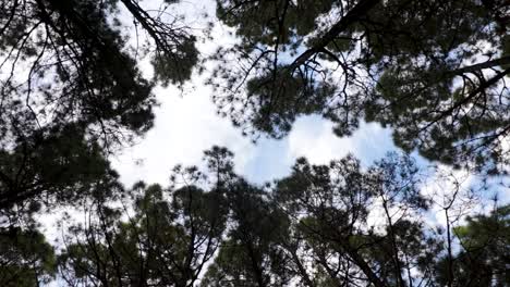 Timelapse-of-the-clouds-passing-above-The-Pine-Forest,-Tenerife