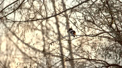 Belted-Kingfisher-perching-on-tree-branch