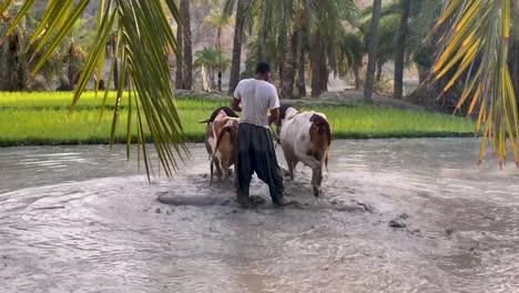 Farmer-plows-the-green-muddy-rice-paddy-puddle-field-by-the-bulls-on-farmland-full-of-water-reflects-the-sky-clouds-and-date-palm-trees-shadows-in-day-time-in-Iran