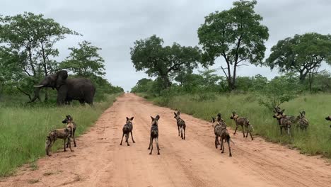 Lone-elephant-charges-pack-of-Wild-Dogs-on-African-dirt-road-in-rain
