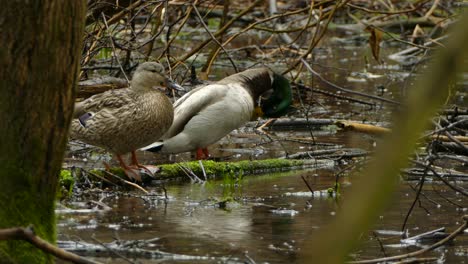 Male-and-female-duck-standing-and-looking-around-on-a-branch-covered-with-moss-and-walking-away-between-the-raindrops-on-a-rainy-day-in-Ontario