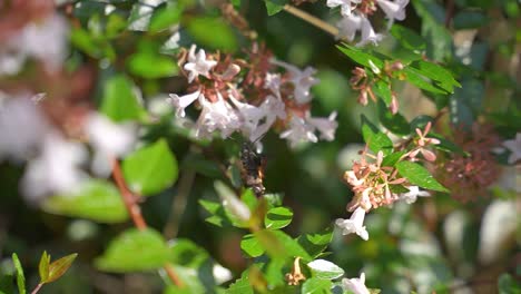 Hummingbird-Hawk-Moth-in-Slow-Motion-Pollinating-White-Flowers