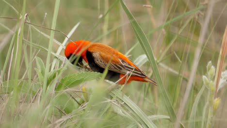 Bright-Orange-Male-Red-Bishop-Bird-Eats-Seeds-from-Plant-in-Grass