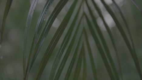 hawaiian-palmtree-green-leaf-macro
