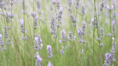 Lavender-plants-outside-during-golden-hour,-slow-motion