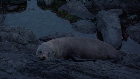 New-Zealand-fur-seal-moving-on-rocks-at-shallow-water,-relaxing-at-blue-hour-night-time