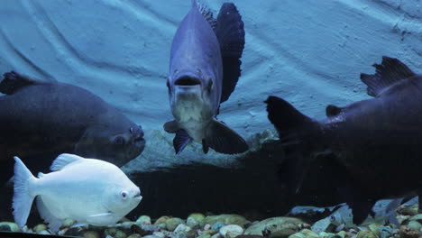 White-albin-fish-among-dark-fishes