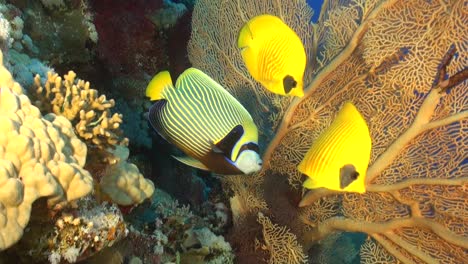 Kaiserfisch-Auf-Tropischem-Korallenriff-Mit-Großem-Gorgonien