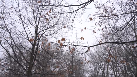 Der-Schnee-Im-Winter-Schafft-Einen-Wunderschönen-Hintergrund-Mit-Toten-Blättern-Auf-Den-Zweigen