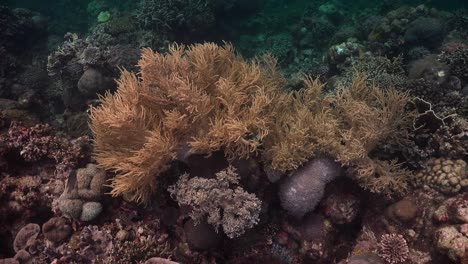Nahaufnahme-Von-Weichkorallen-Am-Tropischen-Korallenriff