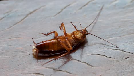 Gruselige-Kakerlake,-Insektenschutzmittel