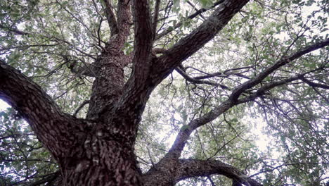 Looking-up-a-tall-oak-tree