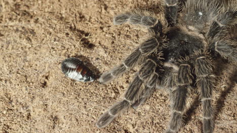 Horror-creepy-crawlies-tarantula-and-cockroach