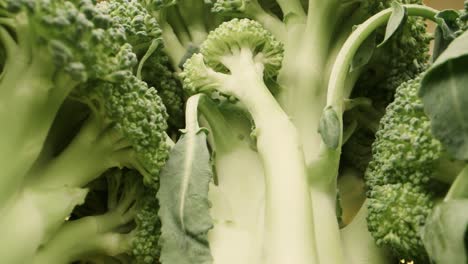 Evocative-macro-probe-shot-of-fresh-green-broccoli