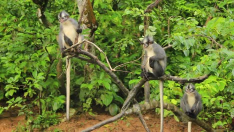 Grupo-De-Monos-Langur-De-Thomas-Posados-Sobre-Ramas-De-árboles-En-Sumatra,-Indonesia---Plano-Medio