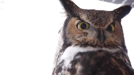 Great-horned-owl-turning-head-slow-motion-wide-angle