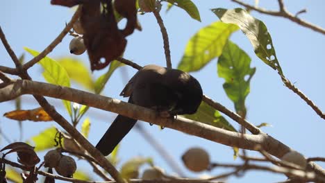 A-Chopi-Blackbird-eating-a-nut-in-the-treetops-of-the-Brazilian-Pantanal