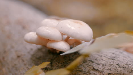 Mushrooms-on-a-tree-branch-near-a-leaf
