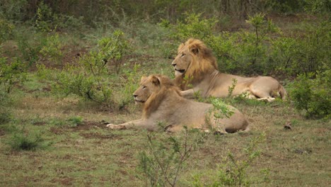 group-of-lions-resting-on-the-grass