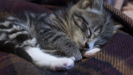 Cute-Small-Tabby-Kitten-Sleeping-On-A-Blanket