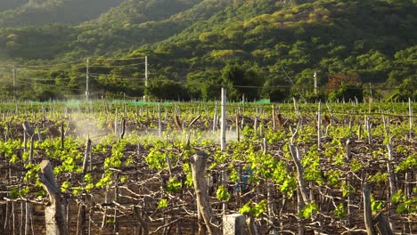 Vineyard-worker-manually-sprays-vines-with-protective-pesticide,-Vietnam