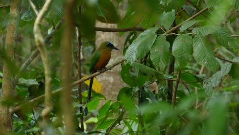 Beautiful-blue-crowned-motmot-with-vibrant-colours-sitting-on-branch-in-the-jungle