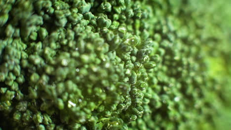 Macro-shot-of-vibrant-and-fresh-broccoli
