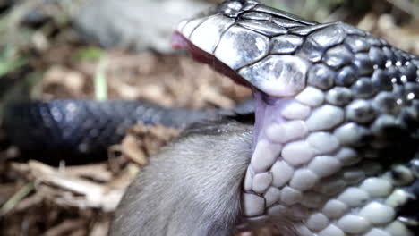 Serpiente-Rata-Negra-Alimentándose-De-Ratón---Primer-Plano-De-La-Serpiente-Norteamericana