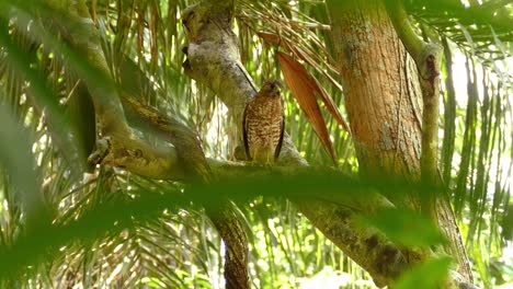 Broad-winged-Hawk-standing-on-a-wild-leafy-tropical-forest