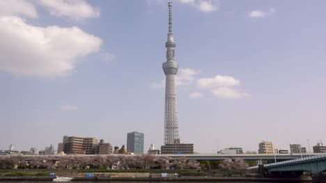 Impresionante-Vista-Del-Alto-Tokyo-Skytree-En-Un-Hermoso-Día-Con-árboles-De-Sakura