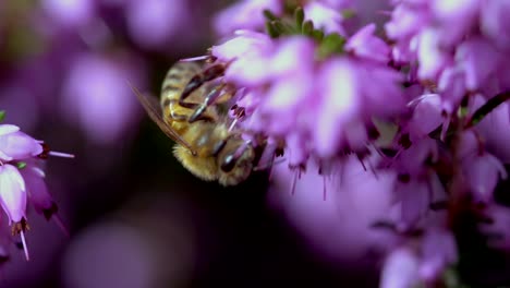 Wildbiene-Mit-Streifen,-Die-Bei-Sonnenlicht-Nektar-Aus-Violetten-Blüten-Sammelt