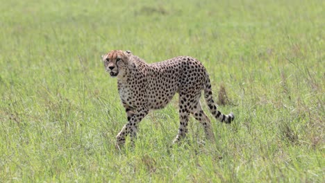 Cheetah-female-walking-along-the-grass-plains-in-Kenya-aware-of-being-observed,-Left-pan-close-up-tracking-shot