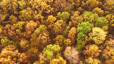 Aerial-top-down-view-of-autumn-forest-with-green-and-yellow-trees