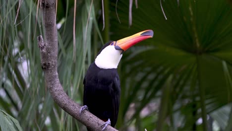 Slow-motion-shot-of-a-Common-Toucan-standing-on-a-branch-on-a-rainy-day