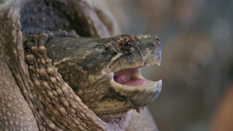 Common-snapping-turtle-close-up