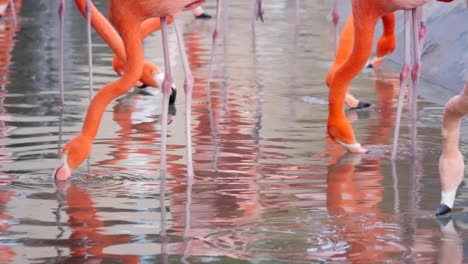 Bright-and-colorful-flamingos-bathe-and-drink-water-in-a-group-together