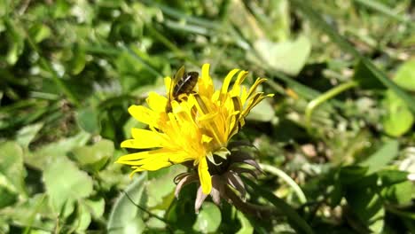 A-honeybee-pollinates-a-garden-flower-in-nature-while-gentle-wind-blows