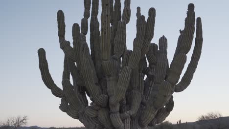Blick-Auf-Den-Riesigen-Grünen-Kaktus-Pachycereus-Pringlei-Cardon-In-Der-Wüste-Der-Halbinsel-Südbaja-Kalifornien-In-Mexiko