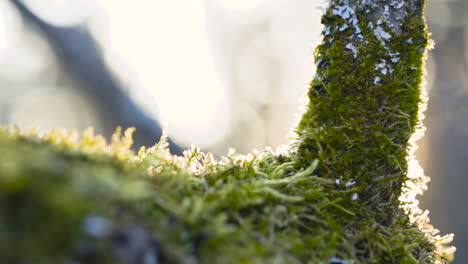 Macro-shot-with-a-tree-branch-covered-with-moss-and-lichen