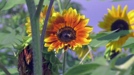 Orange-and-yellow-Sunflowers-in-a-field-with-honeybees