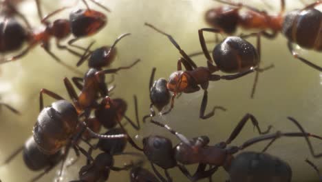 Macro-closeup-of-ants-feeding,-ant-colony-teamwork-concept,-closeup