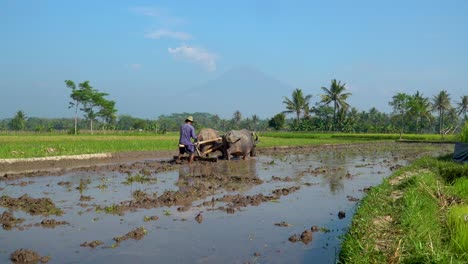 Bauer-Pflügt-Reisfeld-Traditionelle-Landwirtschaft-Auf-Java,-Indonesien