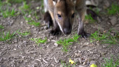 Hübsches-Junges-Känguru,-Das-Bei-Tageslicht-Auf-Grasland-In-Der-Natur-Frisst-Und-Sich-Entspannt,-Nahaufnahme