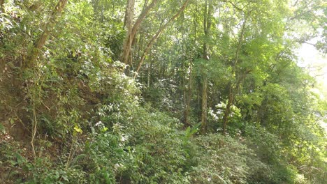 Sonnenlichtstrahlen-Scheinen-Durch-Exotische-Grüne-Äste-Und-Blätter-In-Einem-Tropischen-Wald-In-Panama