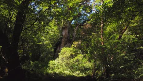 Jomon-Sugi,-Größter-Und-ältester-Yakusugi-Zederbaum-Japans-Auf-Der-Insel-Yakushima