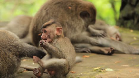 Little-Baby-Balinese-long-tailed-macaque-playfully-chewing-on-seed-among-his-family-in-Ubud-Monkey-Forest,-Indonesia---Medium-close-up-tracking-shot