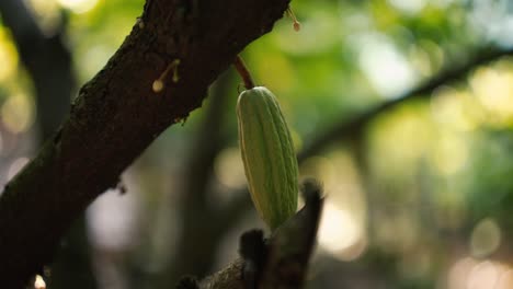 Fruta-De-Cacao-Natural-Joven-En-Una-Cámara-Lenta-Cinematográfica